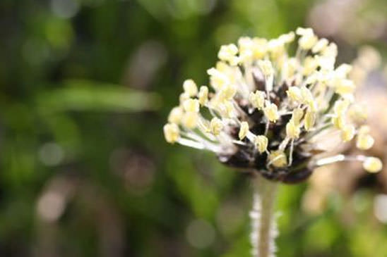 Plantain brun-verdâtre - Plantago atrata subsp. fuscescens