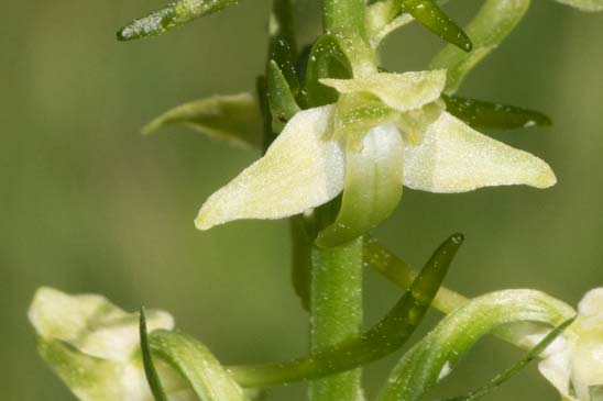 Platanthère à fleurs verdâtres - Platanthera chlorantha 