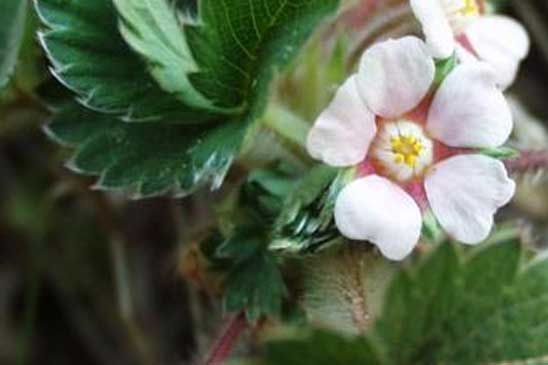 Potentille à petites fleurs - Potentilla micrantha 
