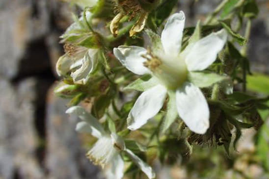 Potentille pétiolulée - Potentilla caulescens subsp. petiolulata