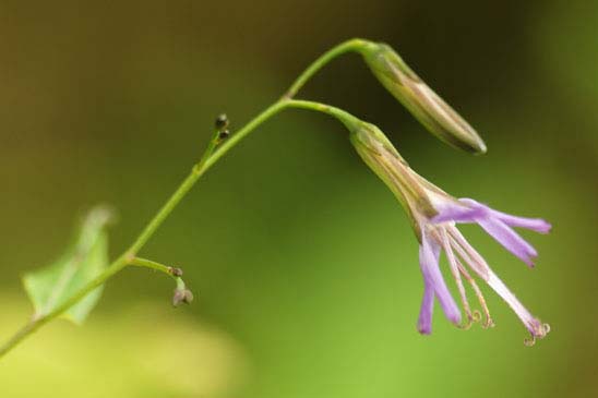 Prénanthe pourpre - Prenanthes purpurea 
