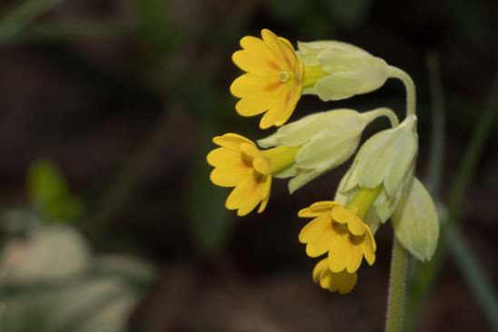 Primevère officinale - Primula veris var. veris