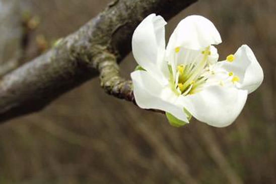 Prunier - Prunus domestica subsp. domestica