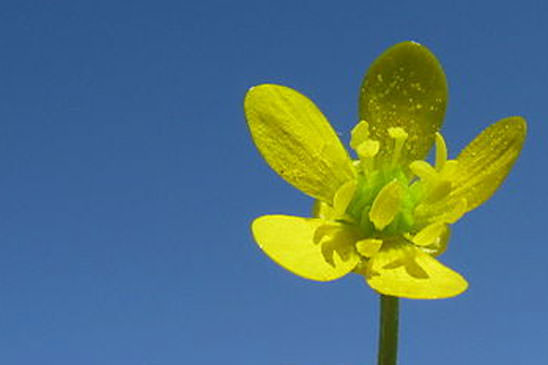 Renoncule à petites pointes - Ranunculus muricatus 