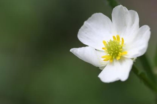 Renoncule des Pyrénées - Ranunculus pyrenaeus 