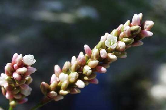 Renouée à feuilles d'Oseille - Persicaria lapathifolia 