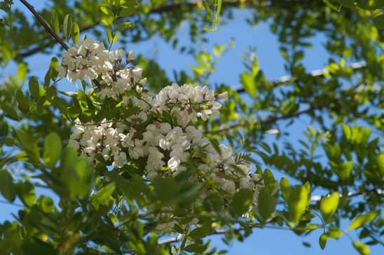 Acacia - Robinia pseudoacacia 