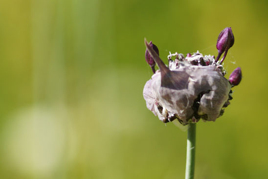 Rocambole - Allium scorodoprasum 