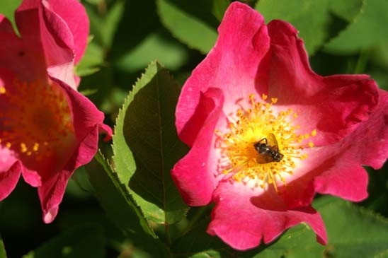 Rosier de Provins - Rosa gallica 