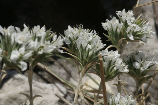 Sabline à fleurs agrégées - Arenaria aggregata subsp. aggregata