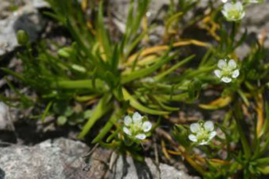 Sagine subulée - Sagina subulata subsp. subulata