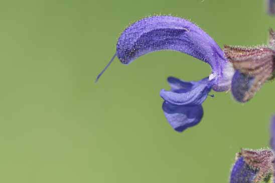 Sauge commune - Salvia pratensis subsp. pratensis