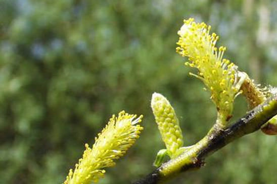 Saule à feuilles cotonneuses - Salix eleagnos 
