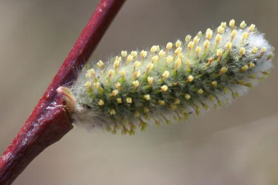Saule à feuilles hastées - Salix hastata 