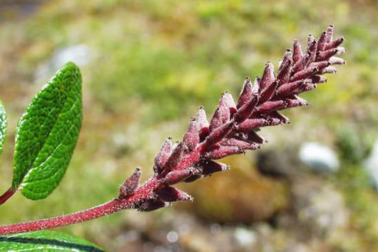 Saule à feuilles réticulées - Salix reticulata 