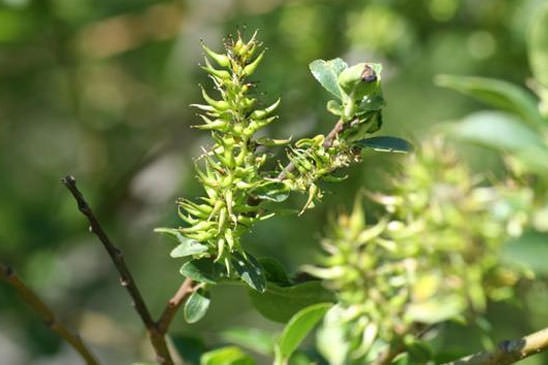 Saule à grandes feuilles - Salix appendiculata 