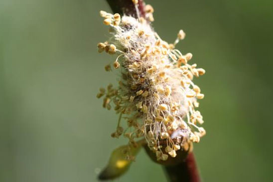 Saule faux Daphné - Salix daphnoides 