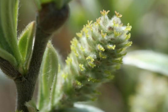 Saule glauque - Salix glaucosericea 