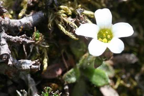 Saxifrage Androsace - Saxifraga androsacea 