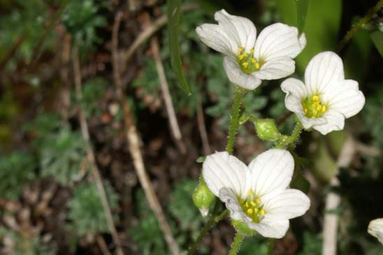 Saxifrage bleue - Saxifraga caesia 