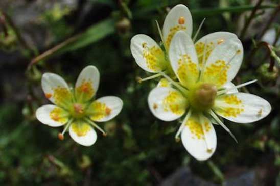 Saxifrage d'Auvergne - Saxifraga bryoides 