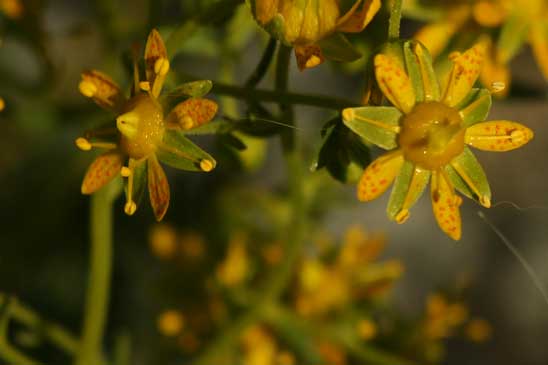 Saxifrage faux Orpin - Saxifraga aizoides 