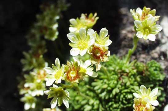 Saxifrage sillonée - Saxifraga exarata 