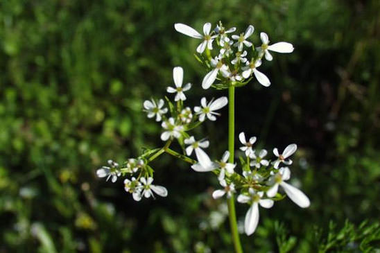Scandix d'Espagne - Scandix pecten-veneris subsp. hispanica