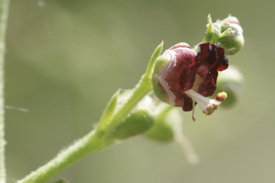 Scrofulaire luisante - Scrophularia provincialis 