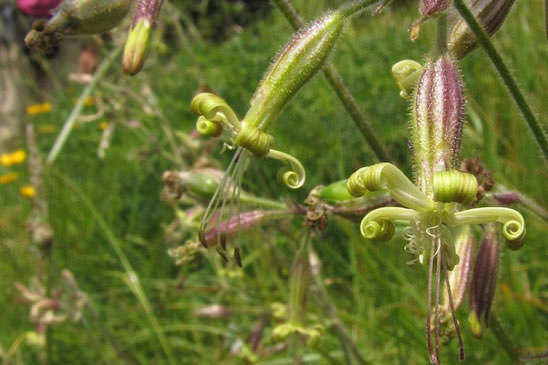Silène à fleurs vertes - Silene viridiflora 