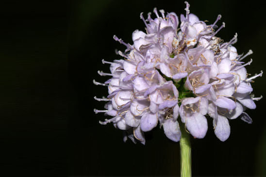 Succise penchée - Succisella inflexa 