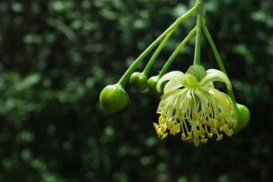 Tilleul commun - Tilia × europaea 