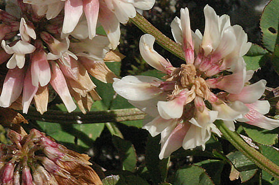 Trèfle pâle d'Auvergne - Trifolium pallescens 