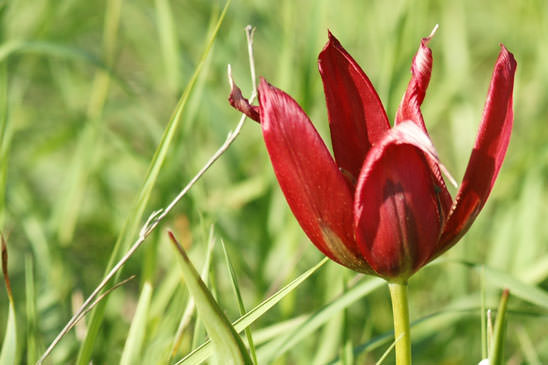Tulipe d'Agen - Tulipa agenensis 