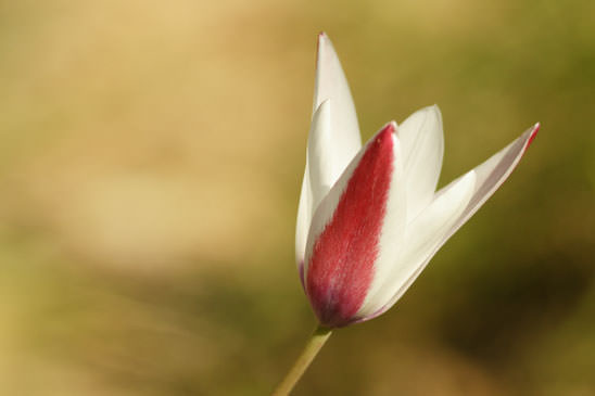 Tulipe de l'Ecluse - Tulipa clusiana 