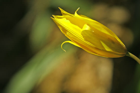 Tulipe sylvestre - Tulipa sylvestris subsp. sylvestris