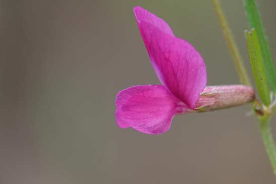 Vesce à feuilles étroites - Vicia angustifolia 