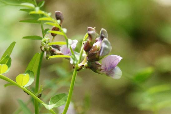 Vesce des haies - Vicia sepium 
