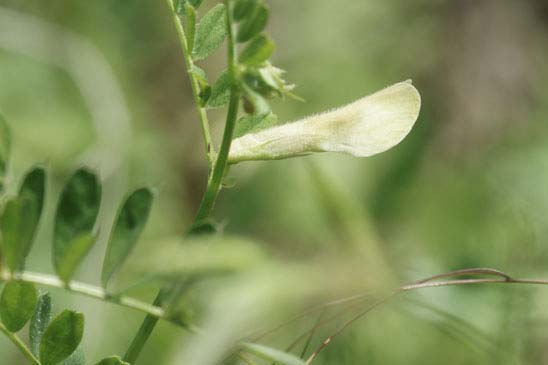 Vesce hybride - Vicia hybrida 