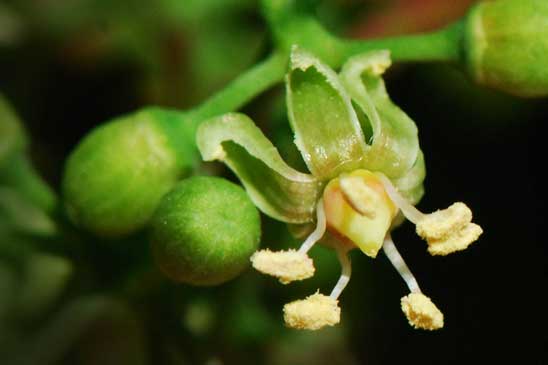 Vigne-vierge - Parthenocissus quinquefolia 