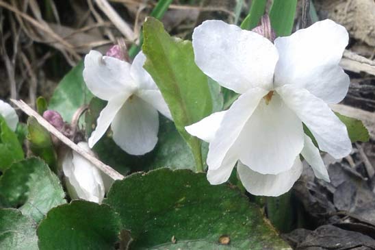 Violette blanche - Viola alba 