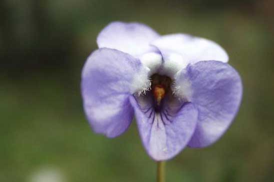 Violette de Rivinus - Viola riviniana 