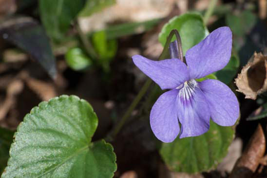 Violette des bois - Viola reichenbachiana 