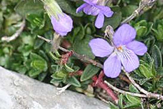 Violette des Pyrénées - Viola pyrenaica 