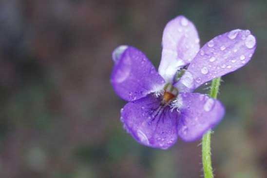 Violette des rochers - Viola rupestris 