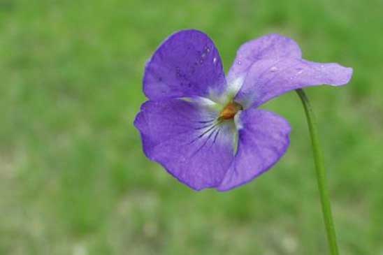 Violette hérissée - Viola hirta 