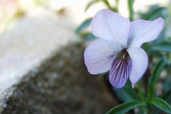 Violette ligneuse - Viola arborescens 
