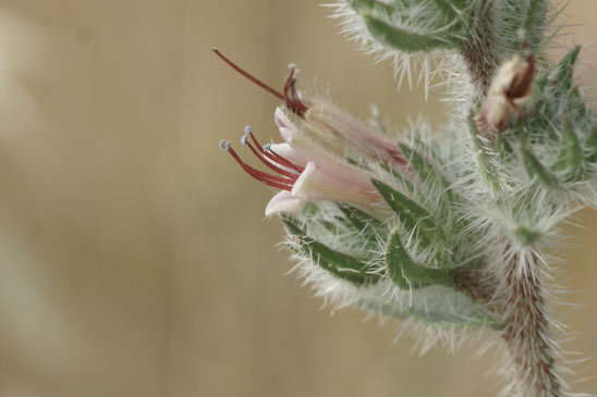 Vipérine des Pyrénées - Echium asperrimum 
