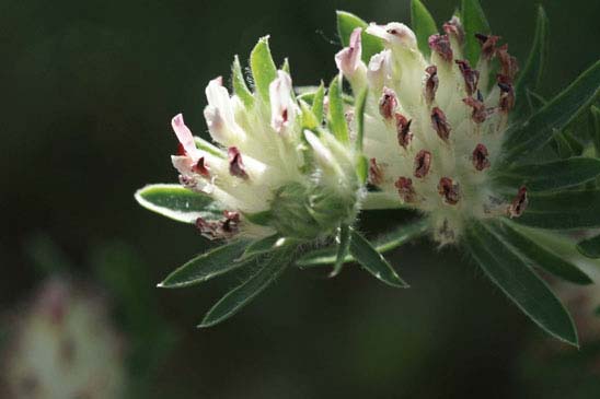 Vulnéraire à fleurs rouges - Anthyllis vulneraria subsp. rubriflora